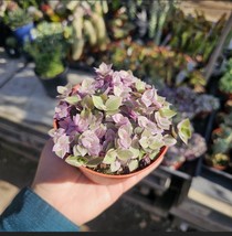 Tradescantia Pink  Panther | Callisia Repens| Turtle Vine | 4 Inch Pot - $277.82 MXN