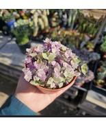 Tradescantia Pink  Panther | Callisia Repens| Turtle Vine | 4 Inch Pot - $20.58 CAD