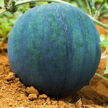 Garden Store 10 Giant Black Watermelon Seeds Fruit Non Gmo - £6.52 GBP