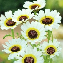 Painted Daisy Polar Star Bi-Colored Flowers White Pollinators Non-Gmo 10... - £7.76 GBP
