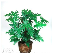 100 Seeds Philodendron Bonsai Vine Leaf Anti Radiation Absorb Dust Tree Bonsai P - $6.90