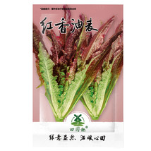 2500 Seeds Seeds Chinese Leaf Lettuce Sword Pointed Lettuce A Choy Fresh Gardeni - £7.85 GBP