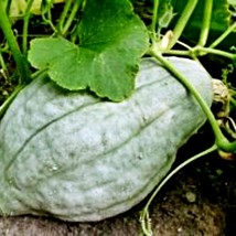 Fresh New Blue Hubbard Winter Squash USA Seller - $14.98