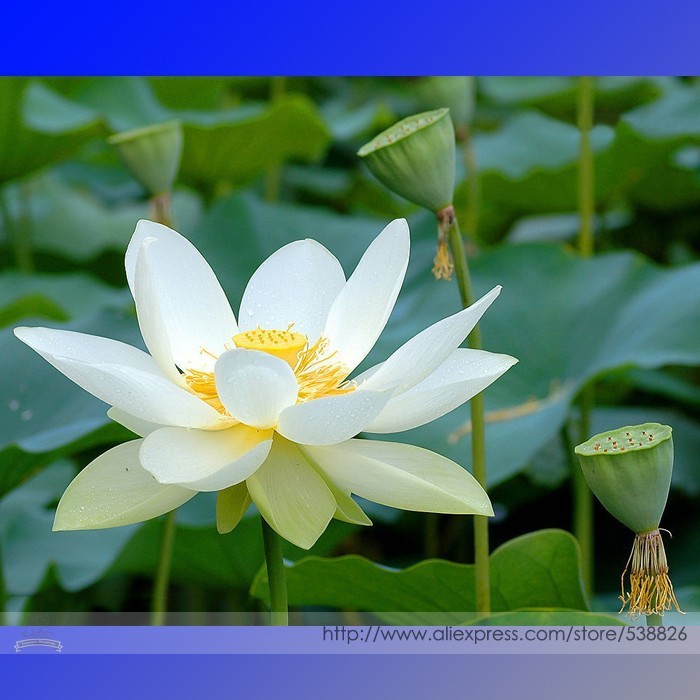 SL Heirloom &#39;Bai Xu&#39; White Lotus (Nelumbo Nucifera) Seeds, Professional ... - $0.80