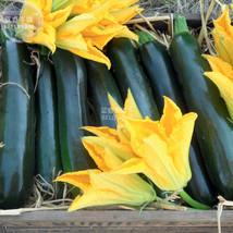 British Summer Courgette Hybrid F1 Seeds 10 Seeds tasty green vegetables  - $7.99