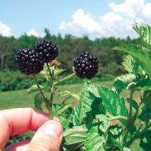2 Live Plants PRIME ARK FREEDOM Thornless Blackberry COLD HARDY - $41.98