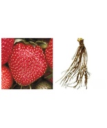 Lot Of 25 Bareroot Plants Sparkle Junebearing Strawberry Plants - $72.99