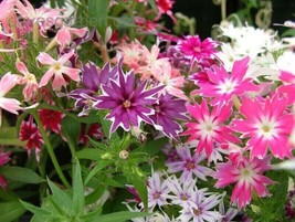 Twinkle Star Mix Phlox Flowers Perennial Purple Pink White Red 100 Seeds - £6.61 GBP