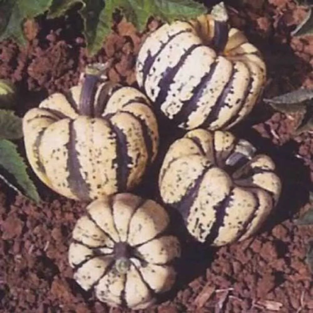 15 Heart Of Gold Acorn Squash Winter Cucurbita Pepo Vegetable Seeds Usa Seller - £8.18 GBP