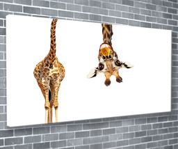 Joking Giraffe Canvas Print Animal Wall Art 55x24 Inch Ready To Hang  - £71.83 GBP