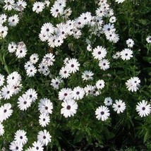 Lwstore African Daisy White 50 Seeds Usps Shipping - $9.42