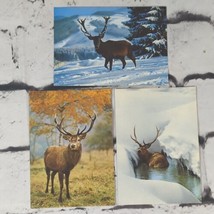 Deer Caribou Elk Wildlife Vintage Postcard Lot of 3 - $9.89