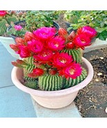 FG 20 Red Torch Flowering Cactus Cacti Plant Seeds &quot;Desert&#39;S Blooming Je... - £11.37 GBP