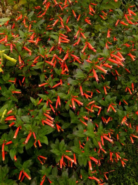 Cigar Cuphea Ignea Starter Plant Attracts Hummingbirds &amp; Butterflies Usa Fresh G - £28.76 GBP