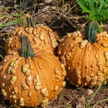 10 Grizzly Bear Warty Pumpkin Seeds Fresh Seeds Fast Shipping - £9.49 GBP