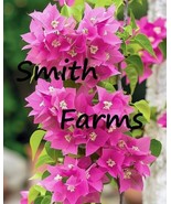 25 Seeds Pink Bougainvillea Flowers Bougainvillea Spectabilis Beautiful ... - $12.49