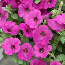 Easy Wave Spreading Petunia Neon Rose Flower Seeds 30 Seeds Fresh Garden USA SEL - £15.84 GBP