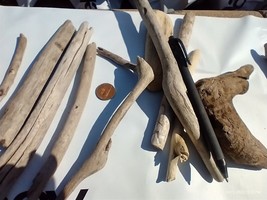 Driftwood From Lake Erie for Crafts Aquarium Terrarium Landscaping Decor 14pcs - £11.81 GBP