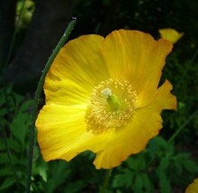 HGBO 30 Seeds Bright Yellow Poppy Meconopsis Flower Seeds Perennial From US - £6.84 GBP