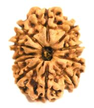 11 Mukhi Rudraksh / Eleven Face Rudraksha - Nepal - 25.84 mm - IGL certi... - $160.38 CAD