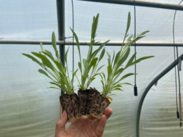 Coreopsis lanceolata Lanceleaf Tickseed Starter Plant Plug Showy - £22.80 GBP