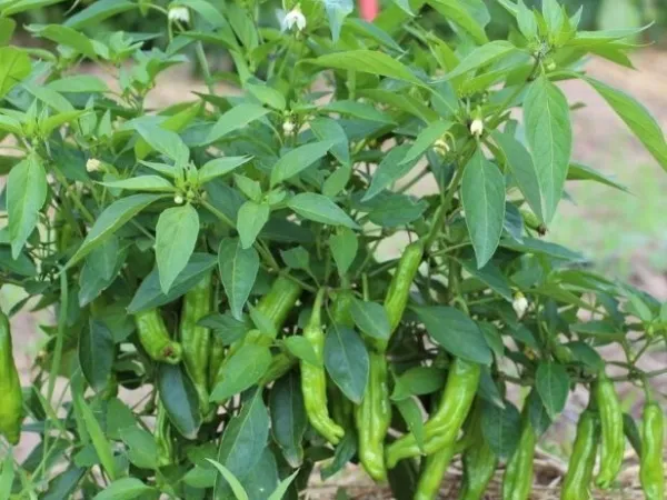 50+ Seeds Organic Red Japanese Shishito Pepper Fresh New - £6.30 GBP