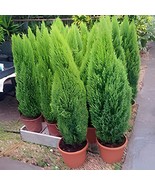 100 Seeds Cypress Trees Platycladus Orientalis Oriental Arborvitae Plants - €13,16 EUR