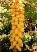 USA Seller 25 Yellow Mexican Papaya Seeds New Fresh Fast Shipping - £8.19 GBP