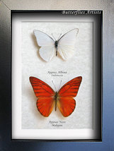Orange &amp; White Albatross Appias Real Butterflies Entomology Collectible Display  - £62.21 GBP