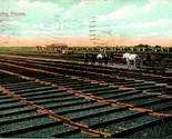 Vtg Postcard California Farm 1908 Drying Prunes Suits &amp; Workers White Horse - £3.08 GBP