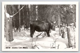 Alaska RPPC Beautiful Cow Moose in Forest Snow Scene Postcard C26 - $18.95