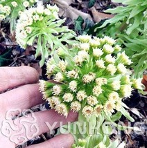 Greek Petasites Japonicus - $8.49