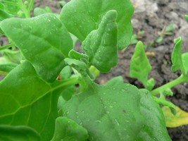 750 New Zealand Spinach Seeds Non-Gmo Heirloom Spinach Garden USA Shipping - £7.68 GBP