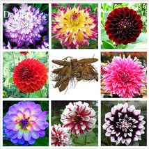 Mixed 8 Types of Dahlia Perennial Flowers, 50 Seeds, strong fragrant garden flow - £6.04 GBP