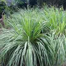 25 Seeds Cymbopogon Lemon Grass Aromatic Fragrant Ornamental &amp; Culinary Herb - £6.60 GBP