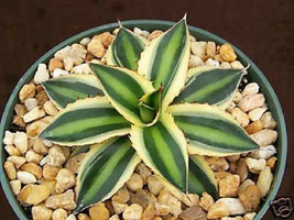 Agave lophantha v. quadricolor variegated rare succulent plant cactus huge 6&quot; L - £23.58 GBP