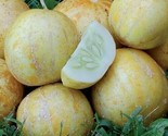 25 Lemon Cucumber Seeds Non-Gmo Heirloom Fresh Garden Seeds Fast Shipping - £7.22 GBP