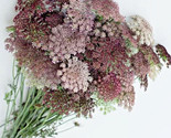 50 Queen Anne&#39;S Lace Seeds On Sale Now - Bogo Ts - $5.99