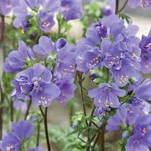 40 Purple Rain Polemonium Jacob&#39;s Ladder Seeds Flower Shade Loving Peren... - £14.35 GBP