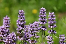 Thjar 200 Purple Wood Mint Blephilia Ciliata Downy Pagoda Horsemint Herb Flower - $4.99