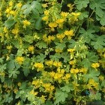 Fresh 50 Canary Creeper Nasturtium Seeds for Garden - €6,88 EUR