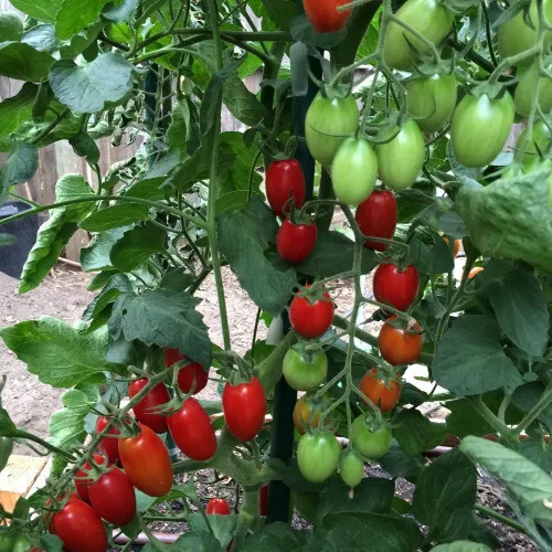 50+ Juliet F1 Tomato Hybrid Heirloom Seeds for Garden  - $12.00