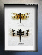 Real Banded Dragonflies Libellula Lydia Celithemis Eponina Entomology Sh... - £77.84 GBP