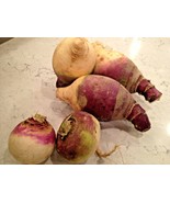 Fresh 1 Oz Purple Top Rutabaga Seeds Organic Spring Fall Vegetable Conta... - $14.00