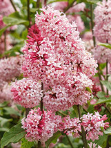 100 Seeds Syringa Vulgaris Seeds Pink Lilac Multi Stemmed Small Tree Gardening U - £4.15 GBP