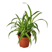 Spider Plant Hawaiian-4&quot; Pot - $528.89 MXN