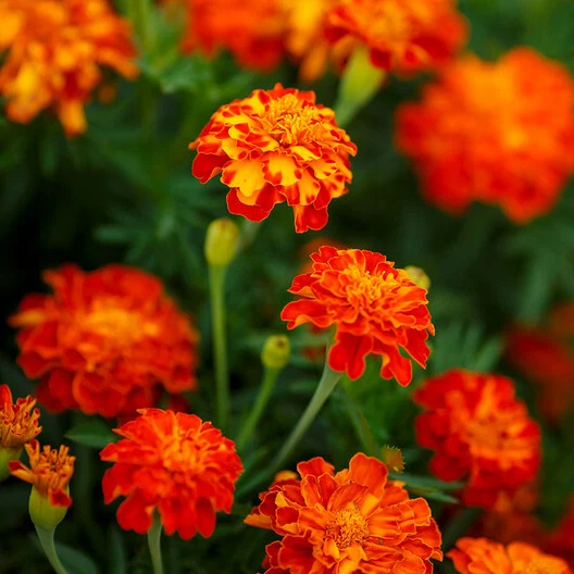French Marigold &#39;Panther&#39; – Dwarf, Edible, Beneficial, Non-GMO – 200 Seeds - $155.24 MXN