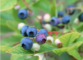 Bonsai Blueberry Heirloom Blue Berry Fresh seeds, 15 seeds / pack - £17.18 GBP