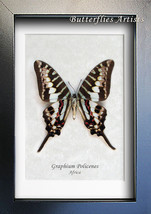 Graphium Policenes Marble Swordtail Butterfly Entomology Collectible Shadowbox - £39.35 GBP