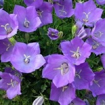 Bellflower Seeds Tussock Fresh Garden - £5.24 GBP